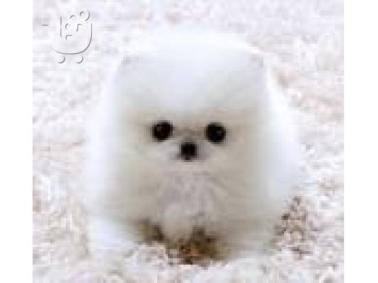PoulaTo: 10 εβδομάδων κουτάβια Pomeranian